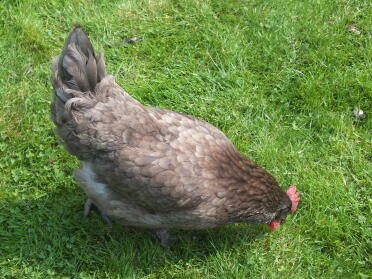 Hybrid hen by harry