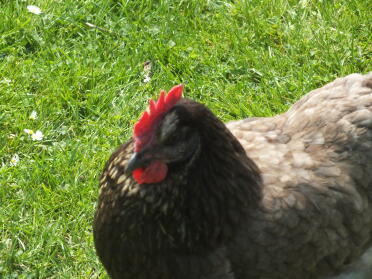 Hybrid hen by harry