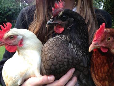 Three hybrid chickens, ginger amber and bluebell 