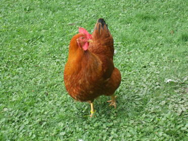 New hampshire hen