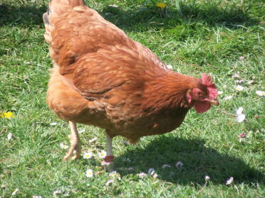 Chicken in garden