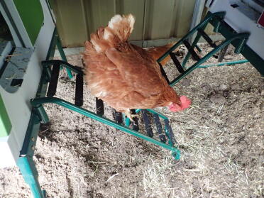 Bernice...trying out the new stairs! took a while...but now the chookies are dab hands at stairs!