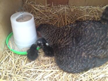 Mother teaching her chicks to eat