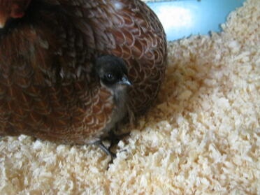 A chicken incubating a chick.