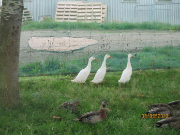 Indian runner ducks make such entertaining pets!