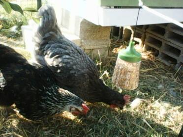 Chickens with Omlet Caddi Chicken Treat Holder