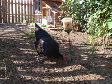 Chickens love to snack on corn!