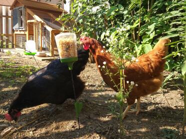 Chickens with Omlet Peck Toy