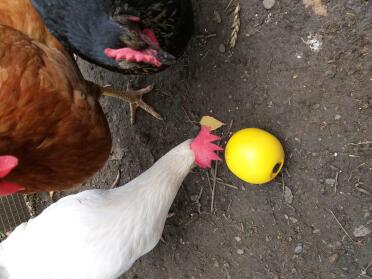 Chickens love to have toys to play with!