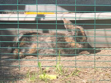 Bunnies love to sunbathe!