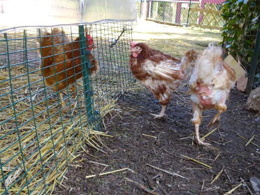 The Eglu Cube hen house allows you to separate old and new pullets while they are living together