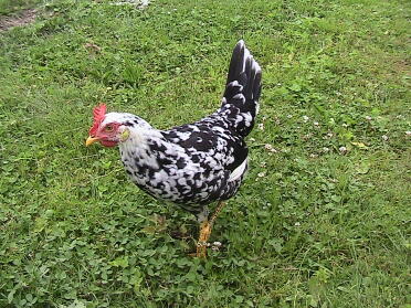 17 week old Exchequer Leghorn Pullet