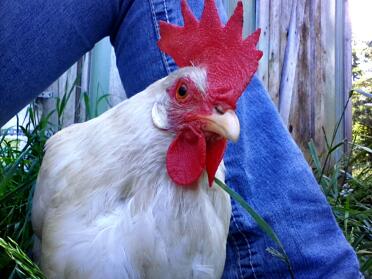 White Leghorn 