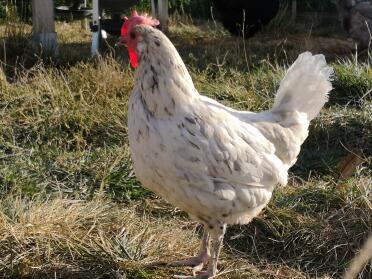 Chicken in garden