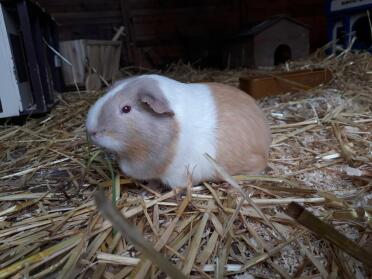 Guinea Pig