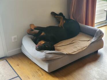 What a comfy position!