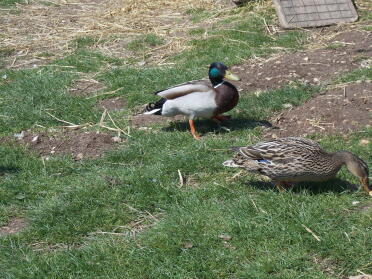 Mallards