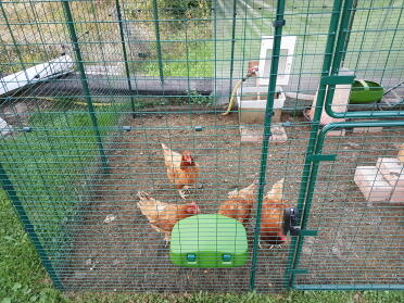 Chickens love feeding time!