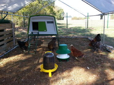 Chickens love the eglu cube