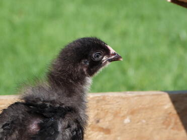 Black copper maran - 2 weeks