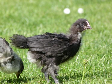 Black copper maran 