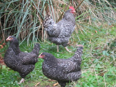 Chickens in garden