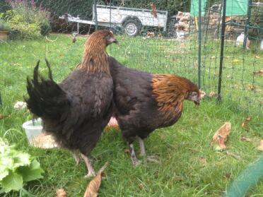 Young marans hens on the day of their arrival