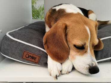 Dog sleeping on Omlet Fido Bed