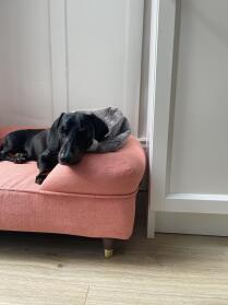 Fab bed - looks great and our dog has been loving it