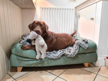Rosie in her New Bed with Bab…..