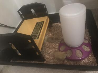 9 chicks under brinsea brooder