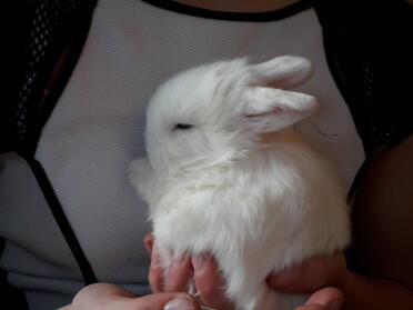 Mini lop bunny rabbits make such sweet pets!