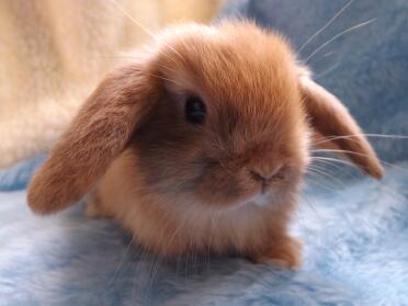 Harlequin mini lop