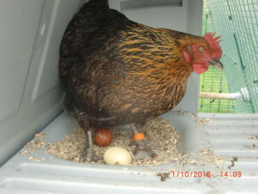 Mirelle and her chocolate brown egg !