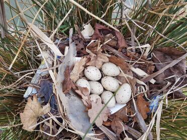 Moorhen eggs and nest right by our pond!