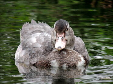 Muscovy duck