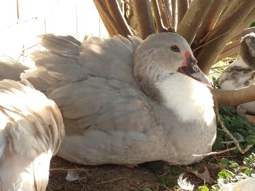 Moshi the Lavender Ripple Muscovy