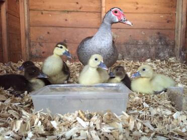 Mummy and ducklings! 