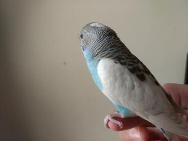 My budgie berry