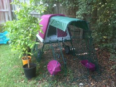 My kids choose and built their own Christmas present. Ready and waiting for their chooks.