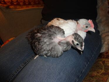 My pair of naked neck chicks