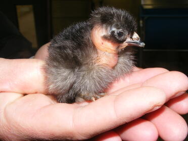 Holding a naked neck chicken in the palm of my hand.