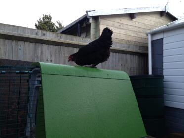 Nancy enjoying some mealworms!