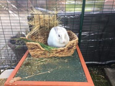 Rabbit sitting in basket