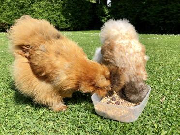 Lyla & Crypto enjoying a Sunday treat of Natures Grub Fruit Garden Blend Pic 2 !!! MMM we love Sundays ! 