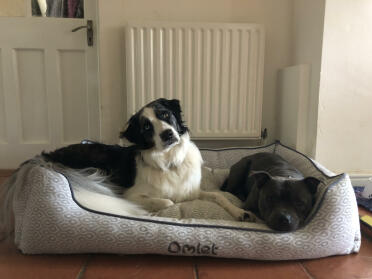 They love their new bed!