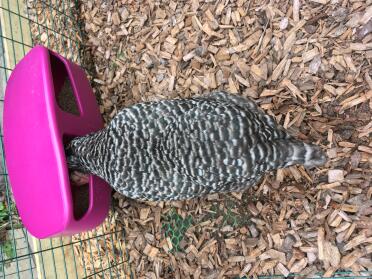 Eglu Cube feeder stops messy Sybil from flicking her food everywhere! 