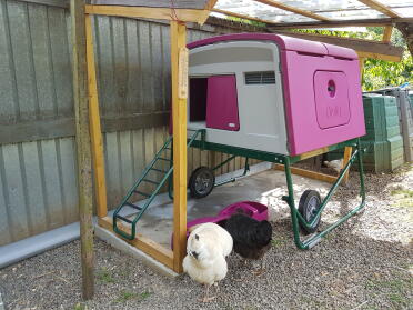 What a lovely home for these chickens!