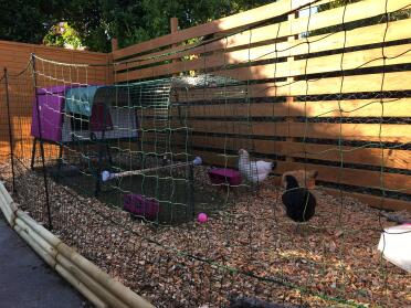 Brilliant Omlet fencing we used to create our chicken run