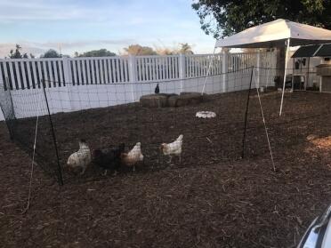 Chicken yard